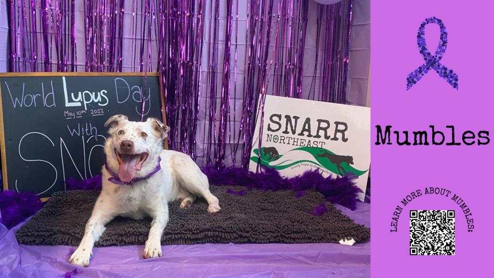 Mumbles, a Adoptable mixed breed in Brewster , NY image 2/6