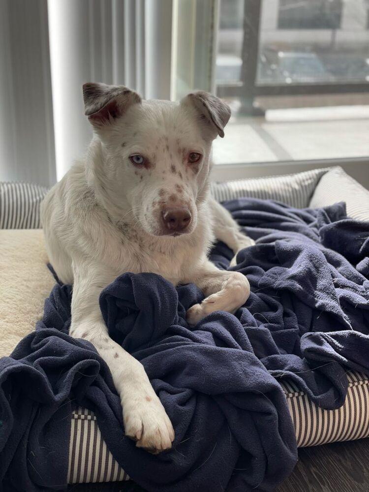 Mumbles, a Adoptable mixed breed in Brewster , NY image 3/6