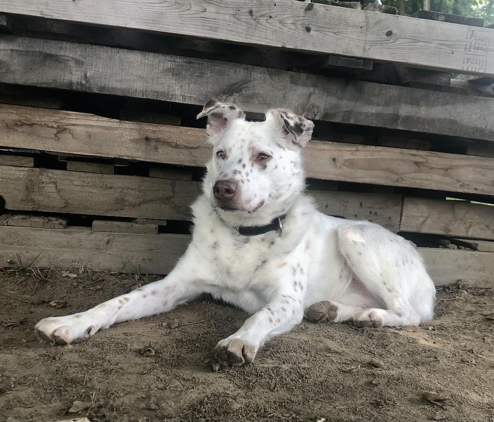 Mumbles, a Adoptable mixed breed in Brewster , NY image 4/6