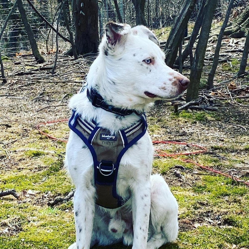 Mumbles, a Adoptable mixed breed in Brewster , NY image 5/6