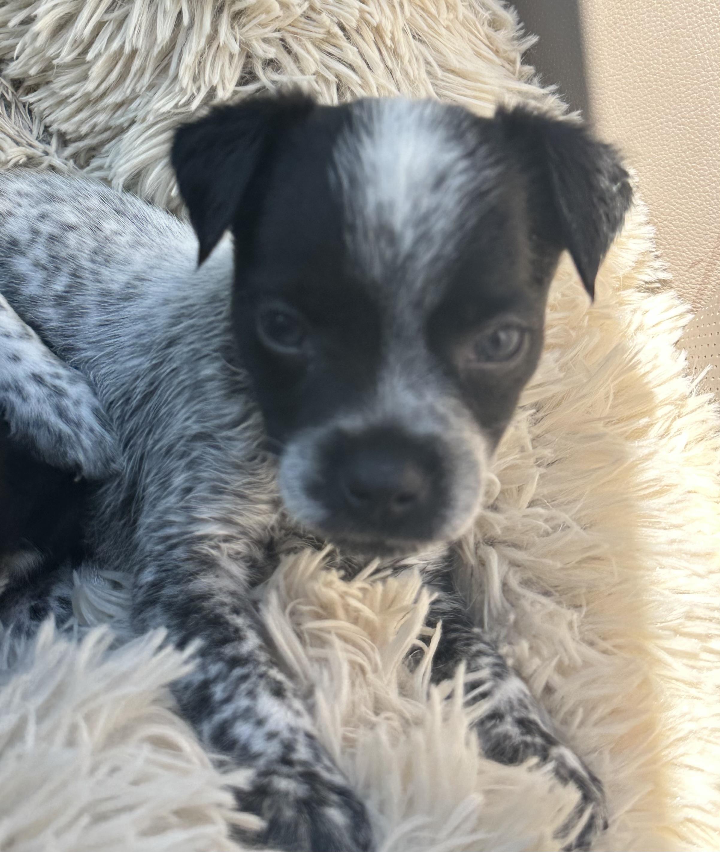 Domino
