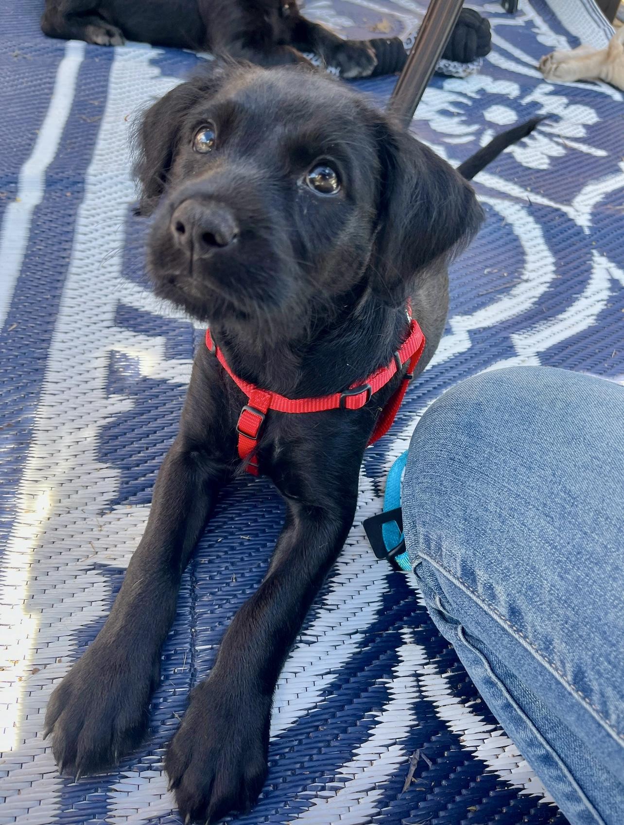 Enlarge Jellybean, a Adopted mixed breed in Griswold, CT image 1/6