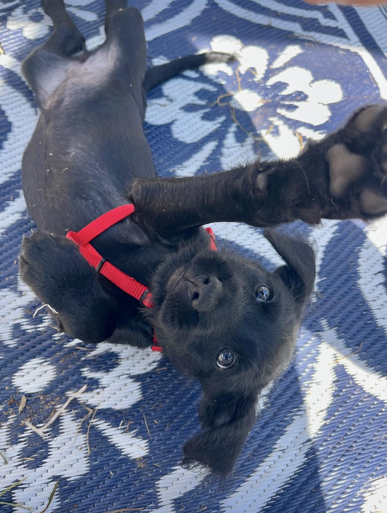 Enlarge Jellybean, a Adopted mixed breed in Griswold, CT image 2/6