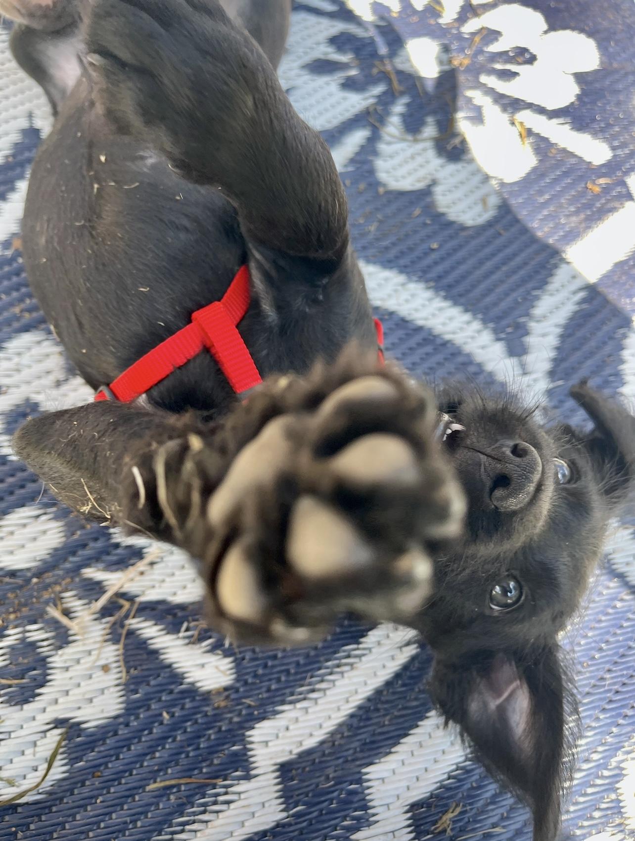 Enlarge Jellybean, a Adopted mixed breed in Griswold, CT image 3/6