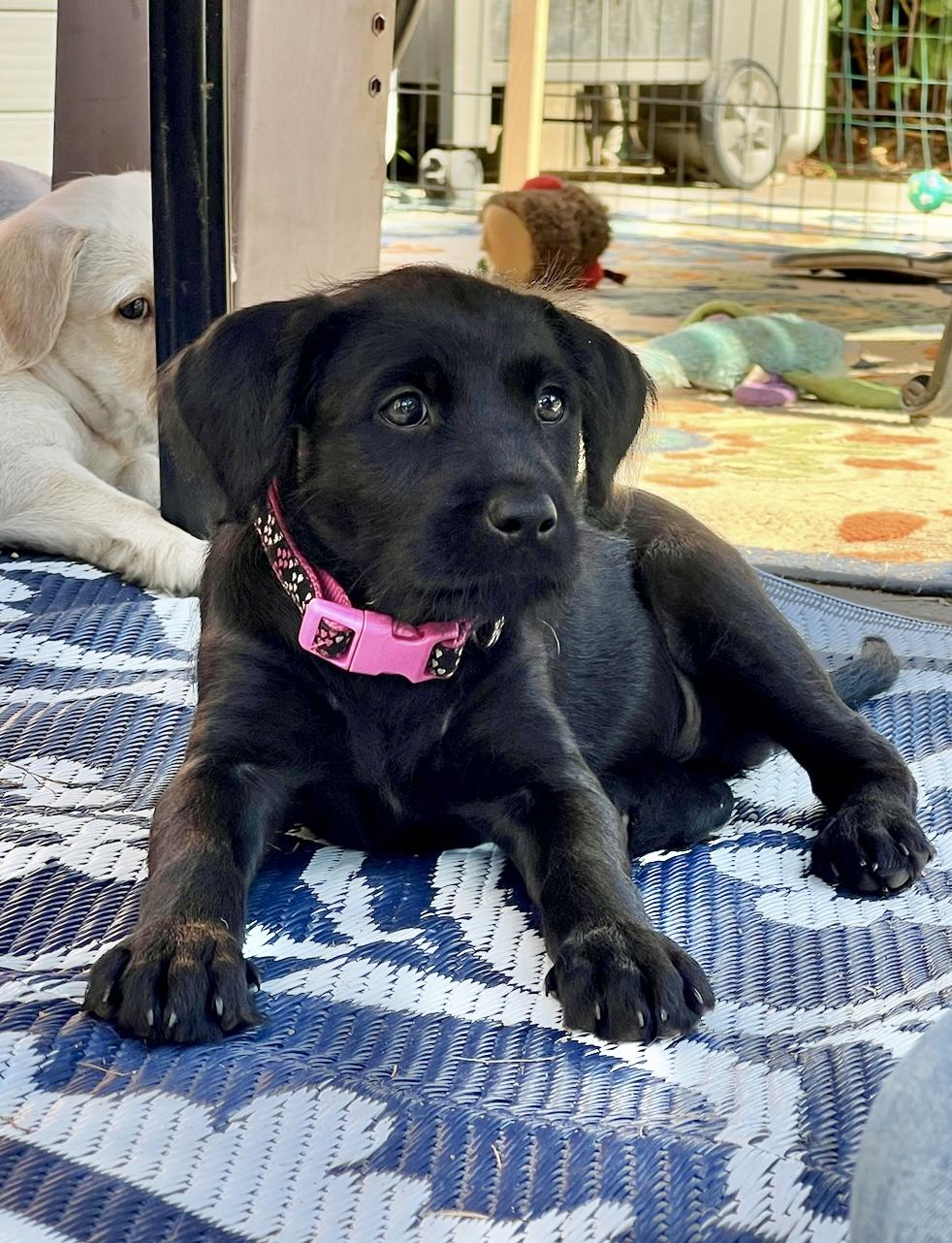 Enlarge Jellybean, a Adopted mixed breed in Griswold, CT image 4/6