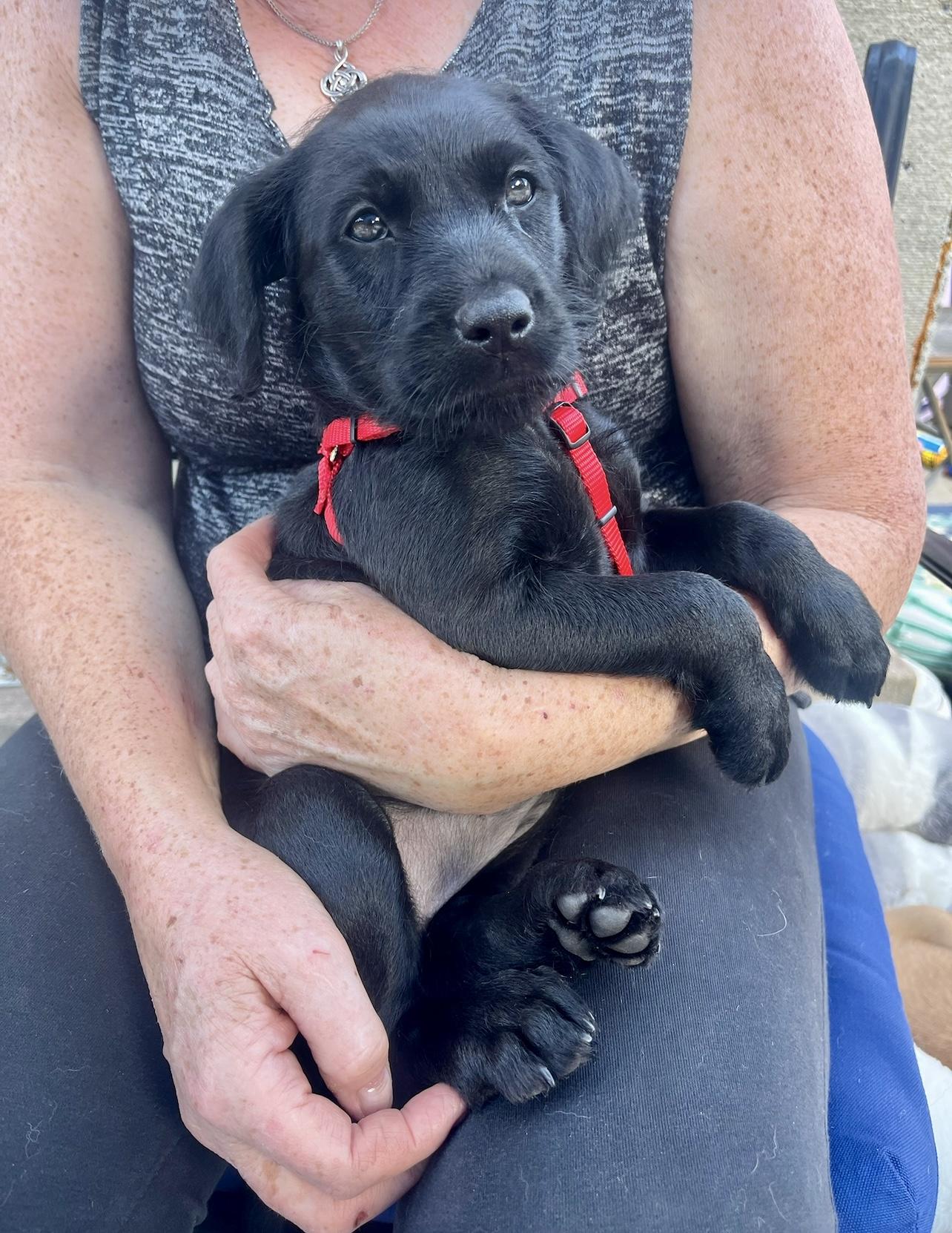 Enlarge Jellybean, a Adopted mixed breed in Griswold, CT image 5/6