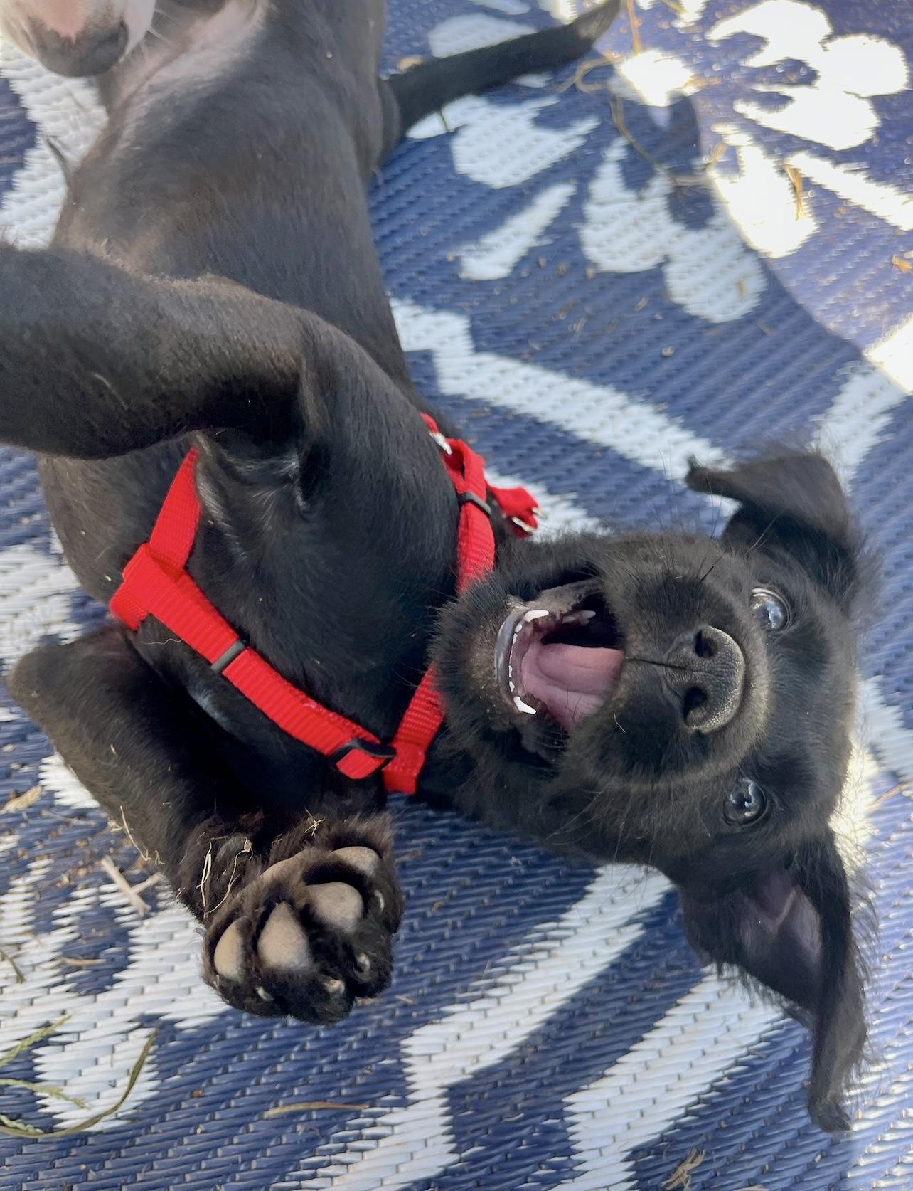 Enlarge Jellybean, a Adopted mixed breed in Griswold, CT image 6/6