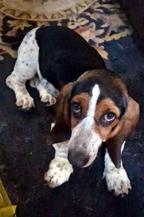 NIKKI - ADOPTION PENDING!, a Adoptable Basset Hound in Mays Landing, NJ image 1/3