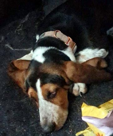 NIKKI - ADOPTION PENDING!, a Adoptable Basset Hound in Mays Landing, NJ image 2/3