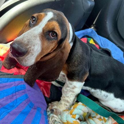 NIKKI - ADOPTION PENDING!, a Adoptable Basset Hound in Mays Landing, NJ image 3/3