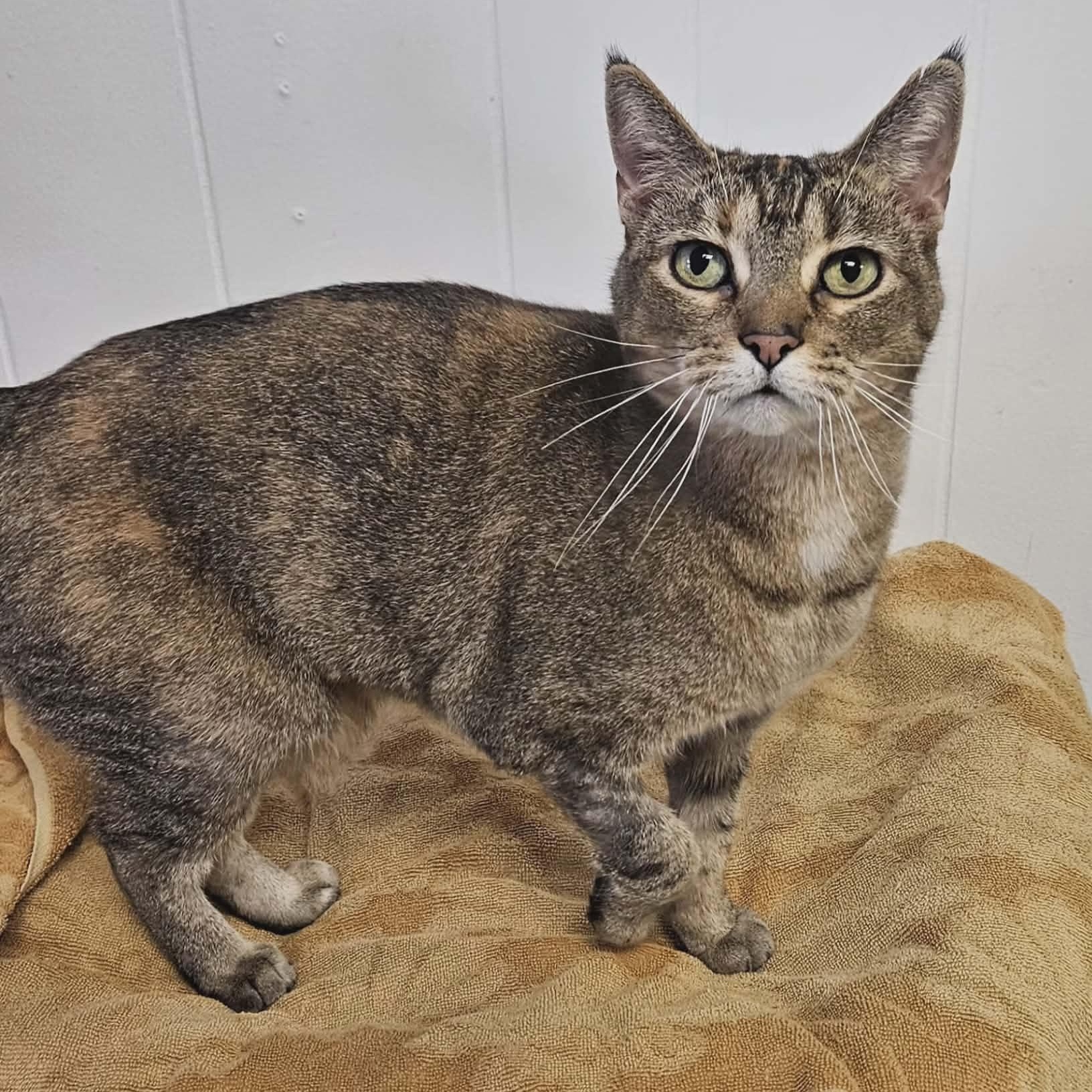 Enlarge Momma, a Adoptable Domestic Short Hair in Wapakoneta, OH image 1/6