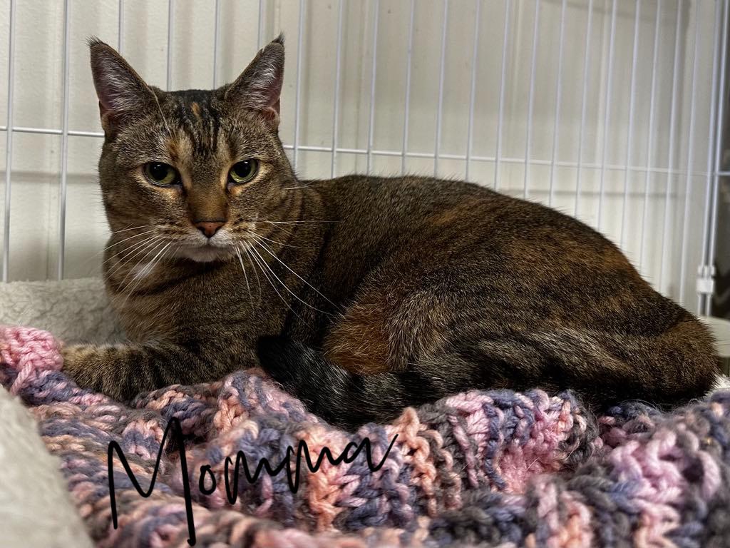 Momma, a Adoptable Domestic Short Hair in Wapakoneta, OH image 4/5
