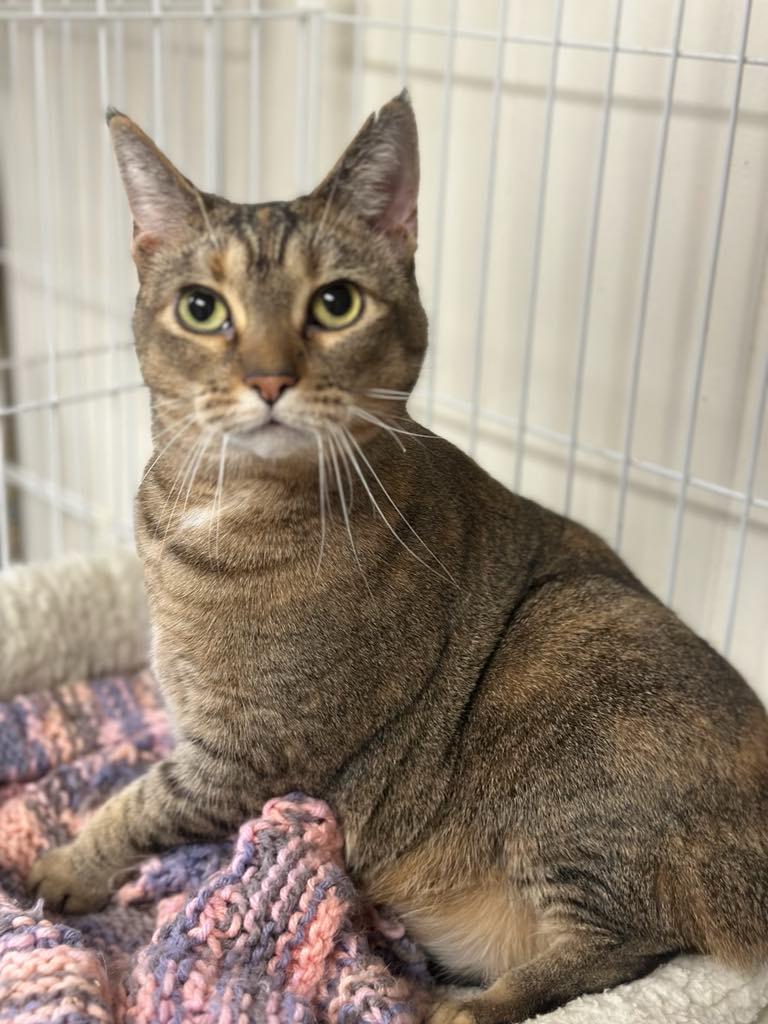 Momma, a Adoptable Domestic Short Hair in Wapakoneta, OH image 5/5