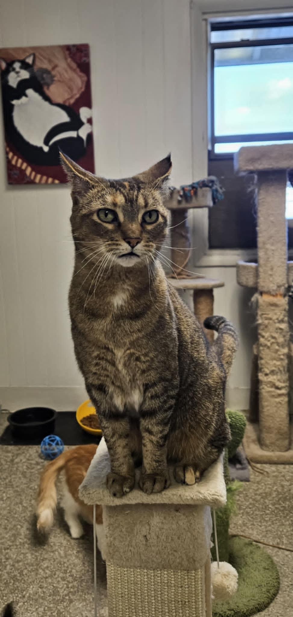 Momma, a Adoptable Domestic Short Hair in Wapakoneta, OH image 2/5