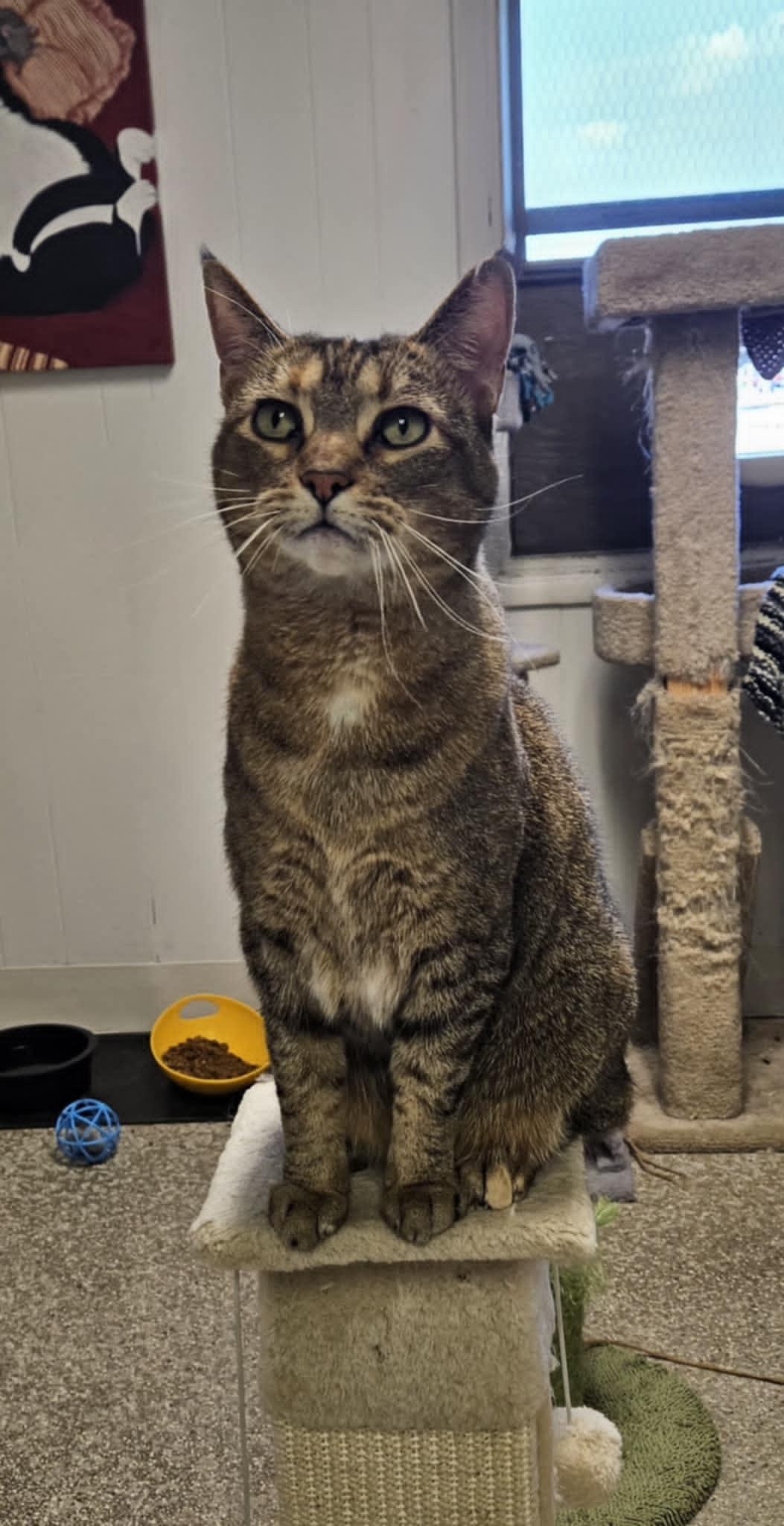 Momma, a Adoptable Domestic Short Hair in Wapakoneta, OH image 3/5