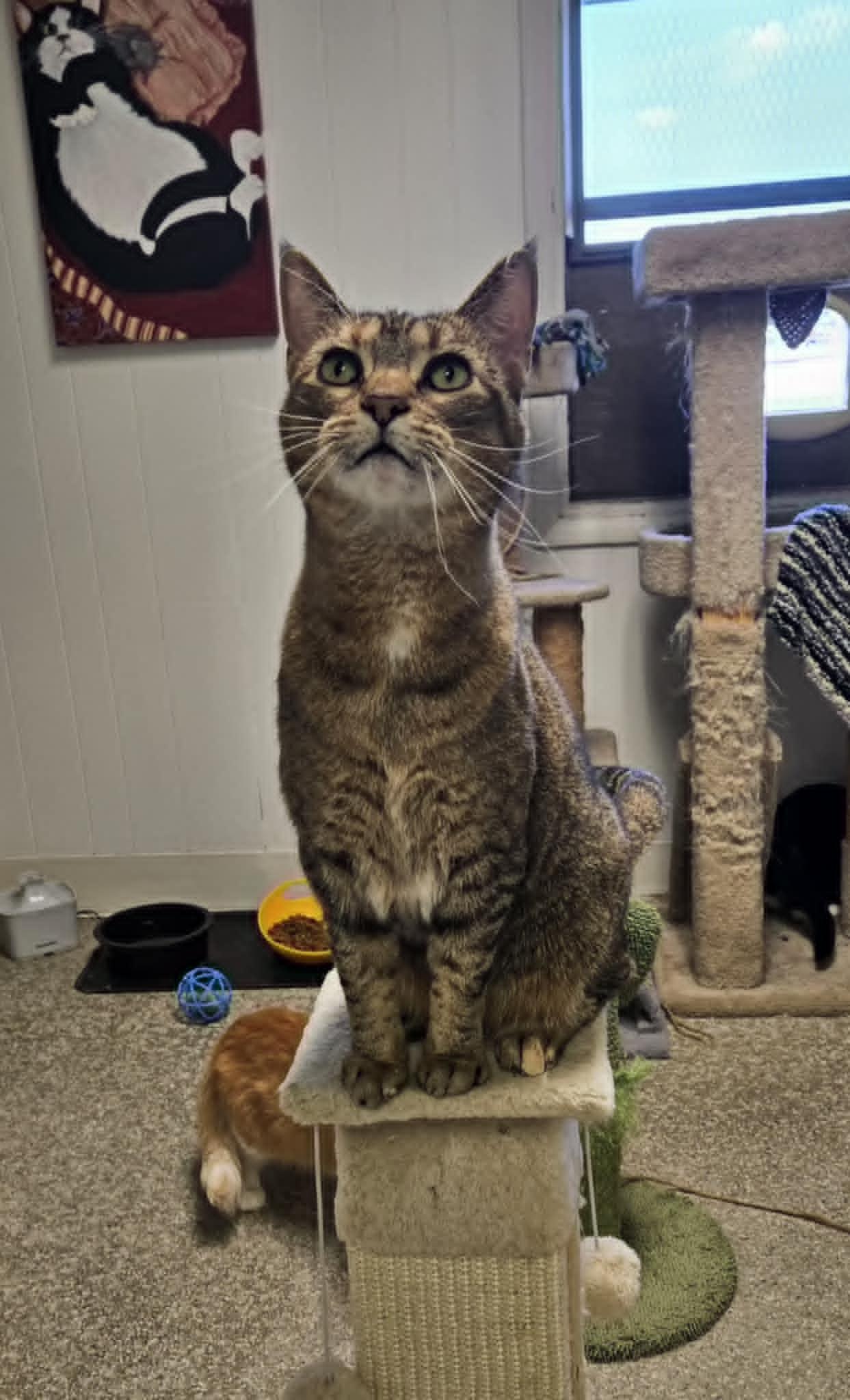 Momma, a Adoptable Domestic Short Hair in Wapakoneta, OH image 1/5