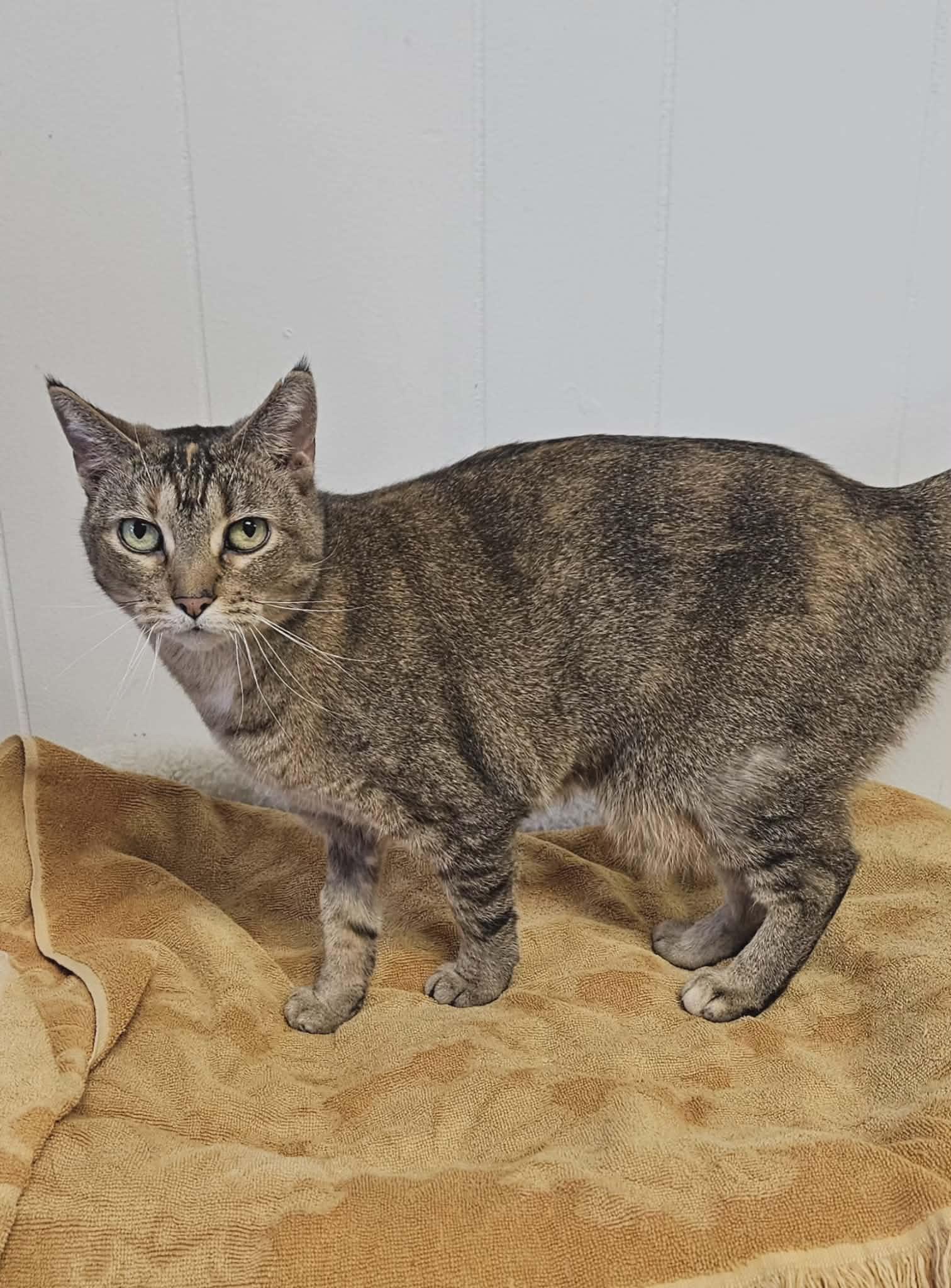 Enlarge Momma, a Adoptable Domestic Short Hair in Wapakoneta, OH image 5/6