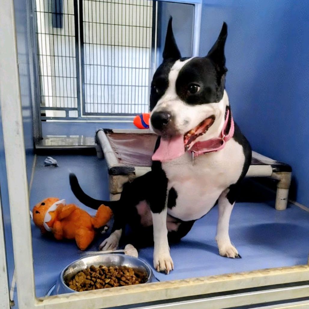 Yojo (Jojo), Adoptable, Adult Female Boston Terrier & Mixed Breed.