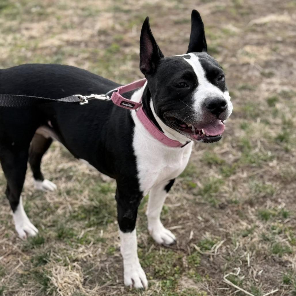 Yojo (Jojo), a Adoptable mixed breed in Norfolk, NE image 2/2
