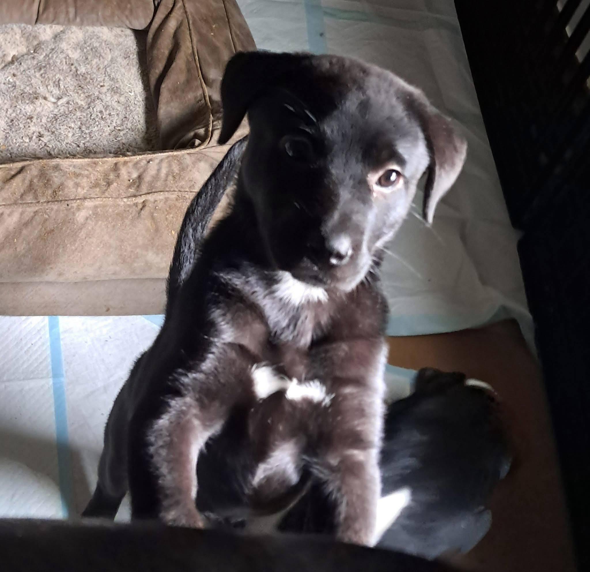 Patti, Baby Female Pit Bull Terrier