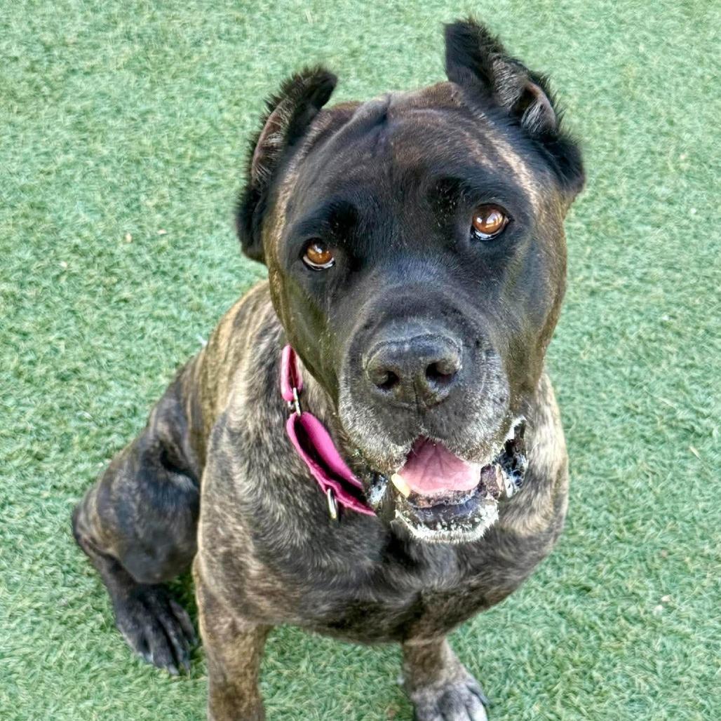 Bella, a Adoptable Presa Canario in Henderson, NV image 1/3
