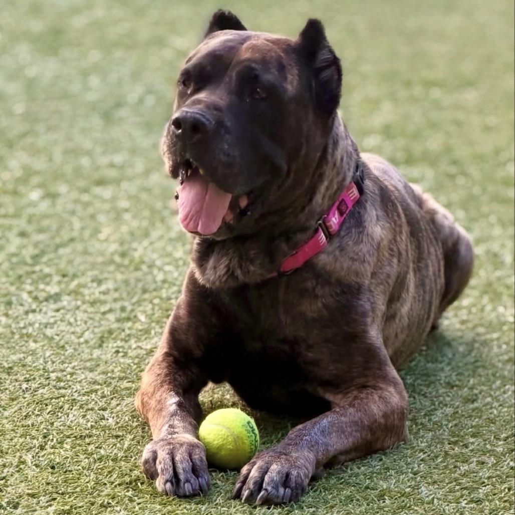 Bella, a Adoptable Presa Canario in Henderson, NV image 2/3