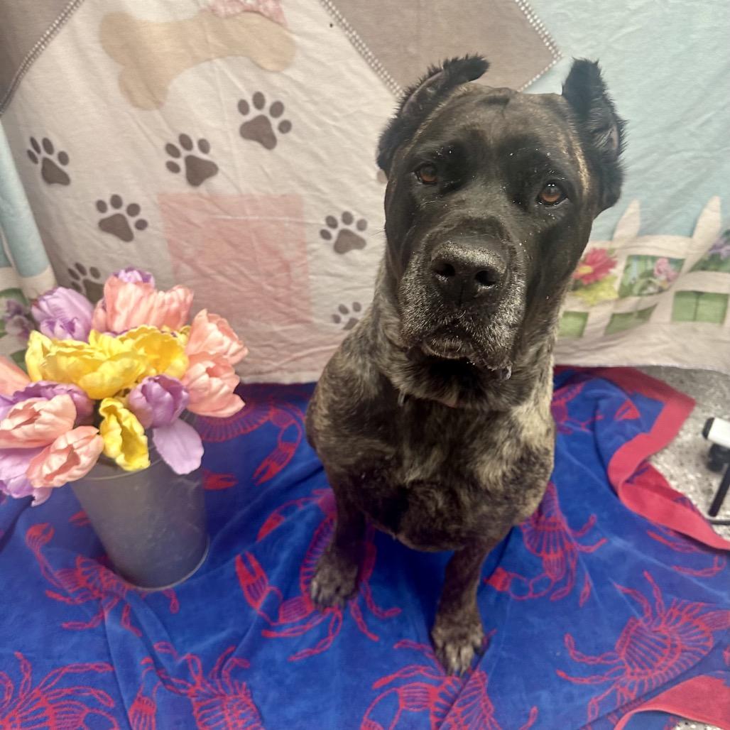 Bella, a Adoptable Presa Canario in Henderson, NV image 3/3