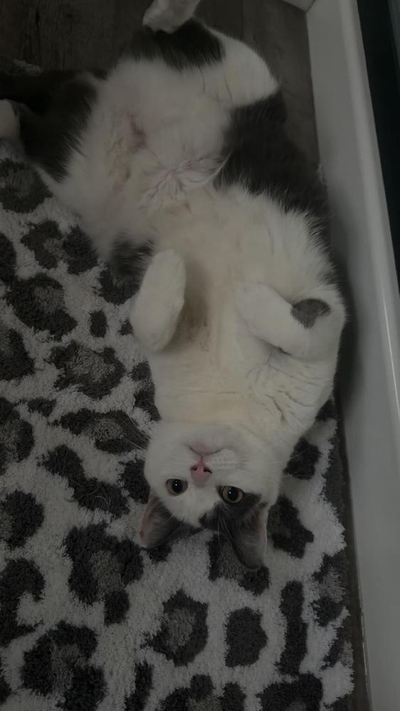 Mahla, Adoptable, Adult Female Domestic Short Hair.