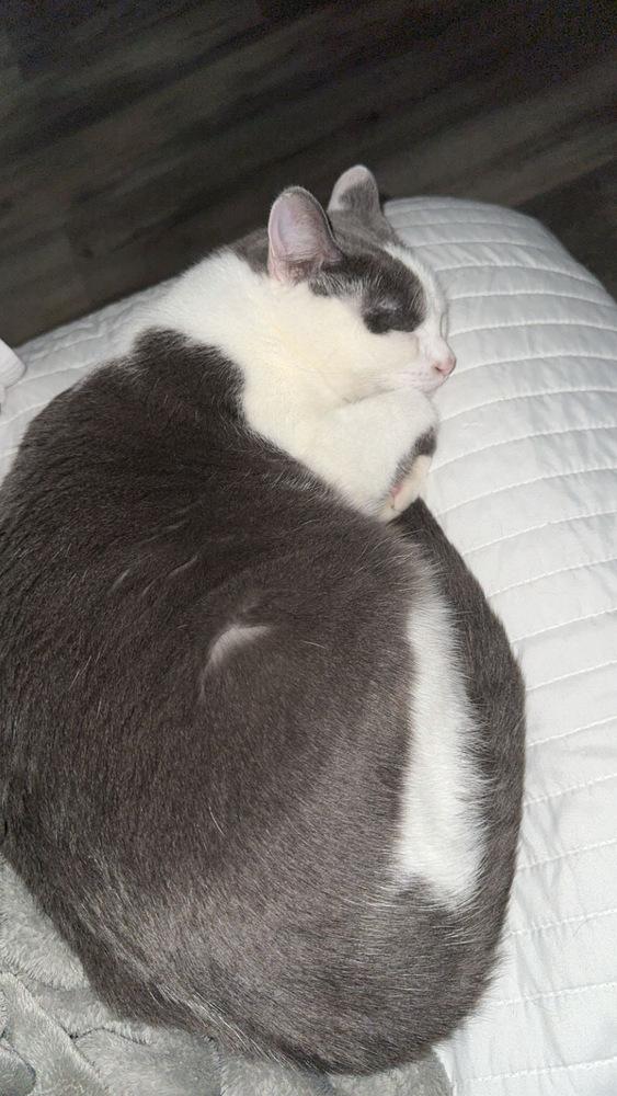 Enlarge Mahla, a Adoptable Domestic Short Hair in Emporia, KS image 3/4