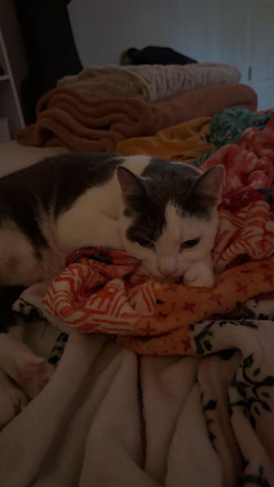 Enlarge Mahla, a Adoptable Domestic Short Hair in Emporia, KS image 4/4