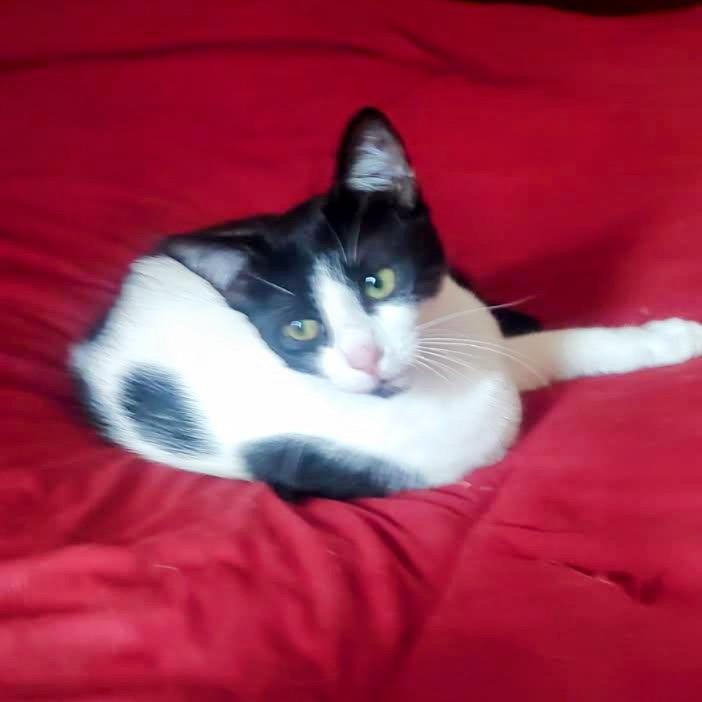 Brie — thumbnail 2