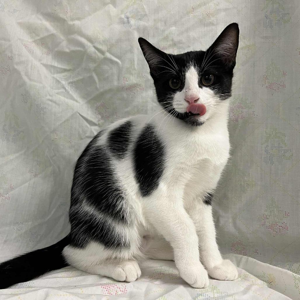 Brie — thumbnail 3