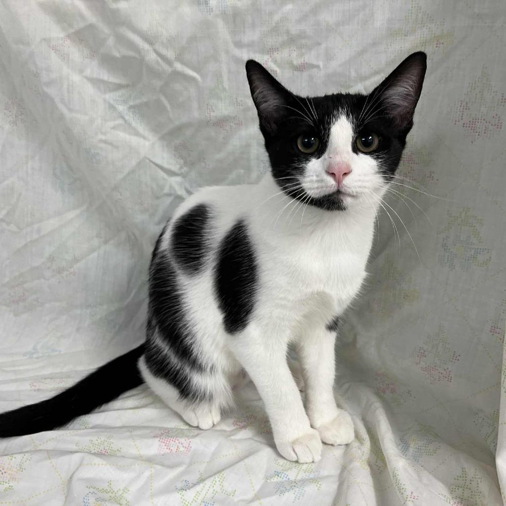 Brie — thumbnail 4