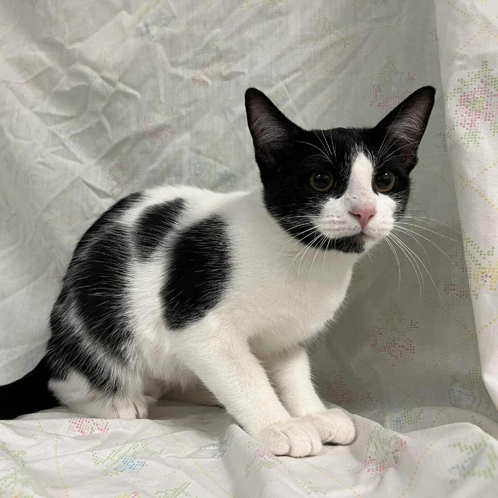 Brie — thumbnail 5