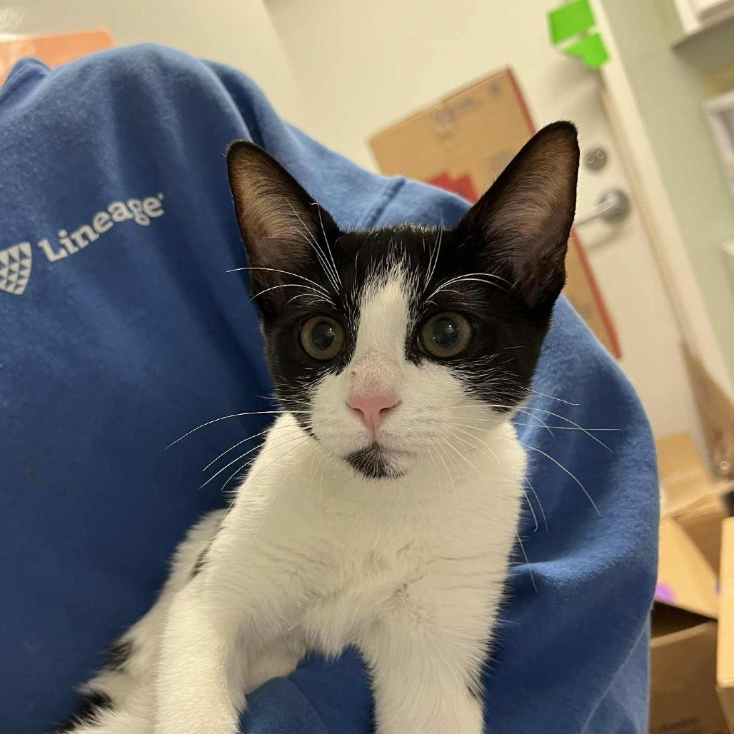 Brie — thumbnail 6