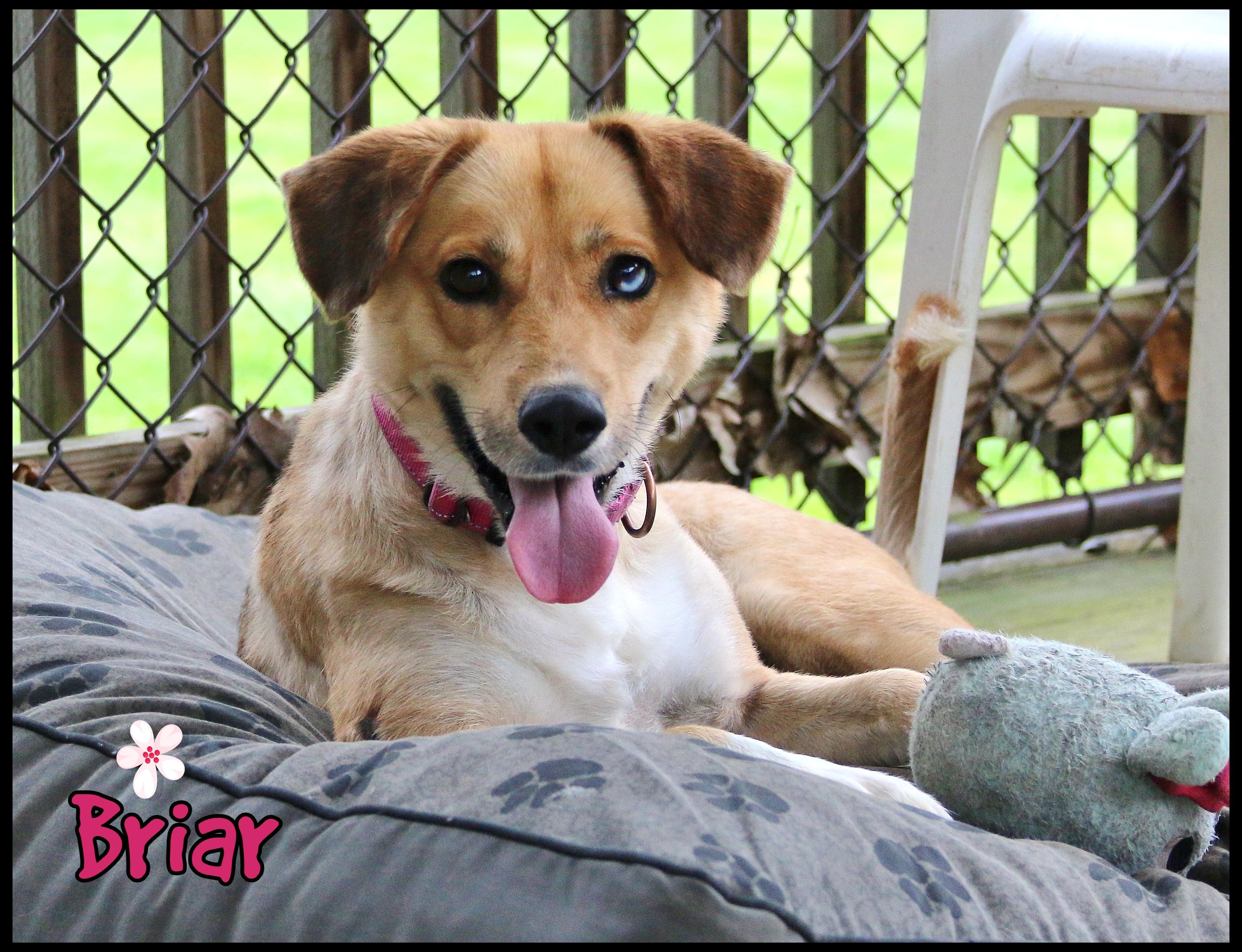 Enlarge Briar, a ADOPTABLE mixed breed in Shippenville, PA image 1/6