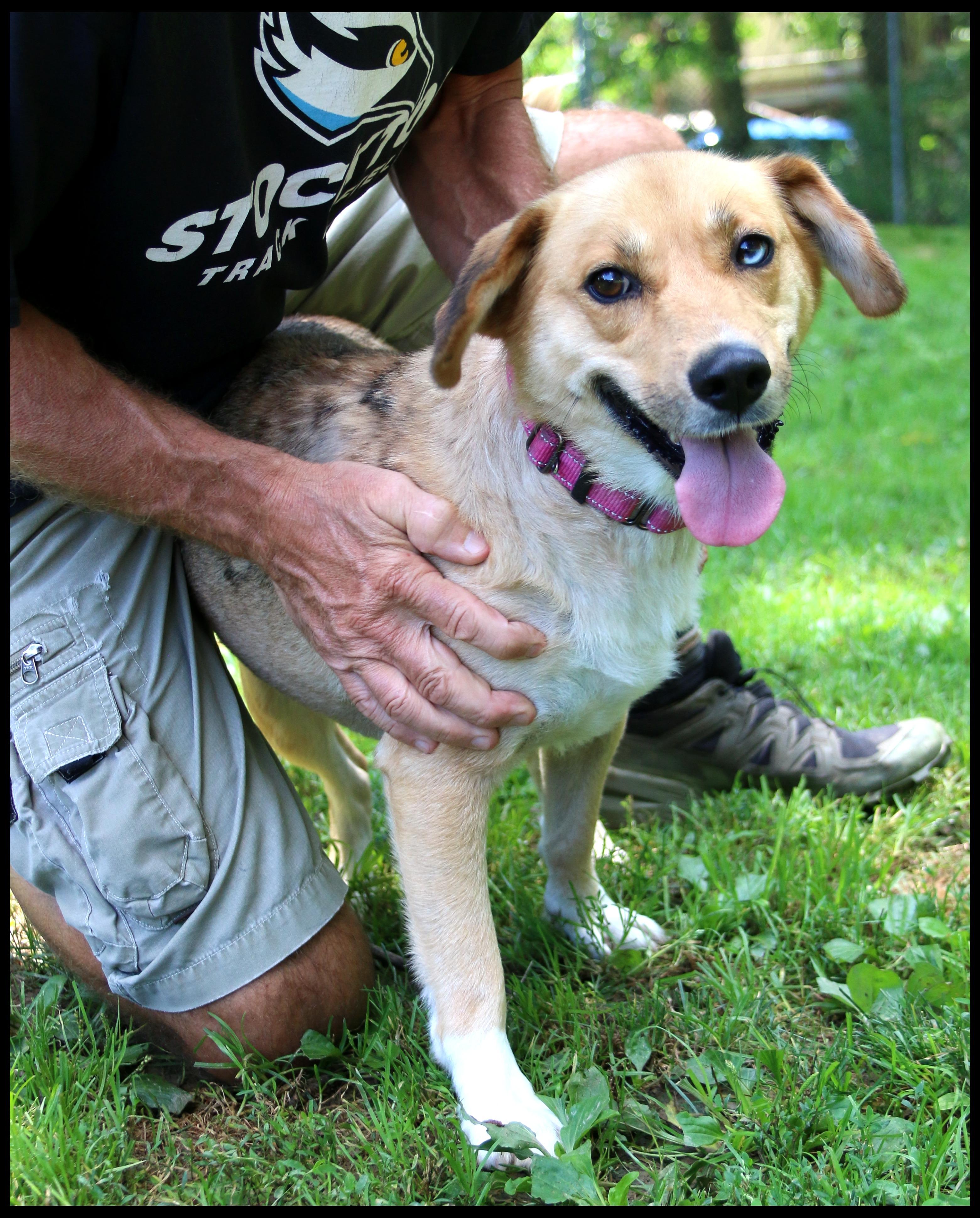 Enlarge Briar, a ADOPTABLE mixed breed in Shippenville, PA image 4/6
