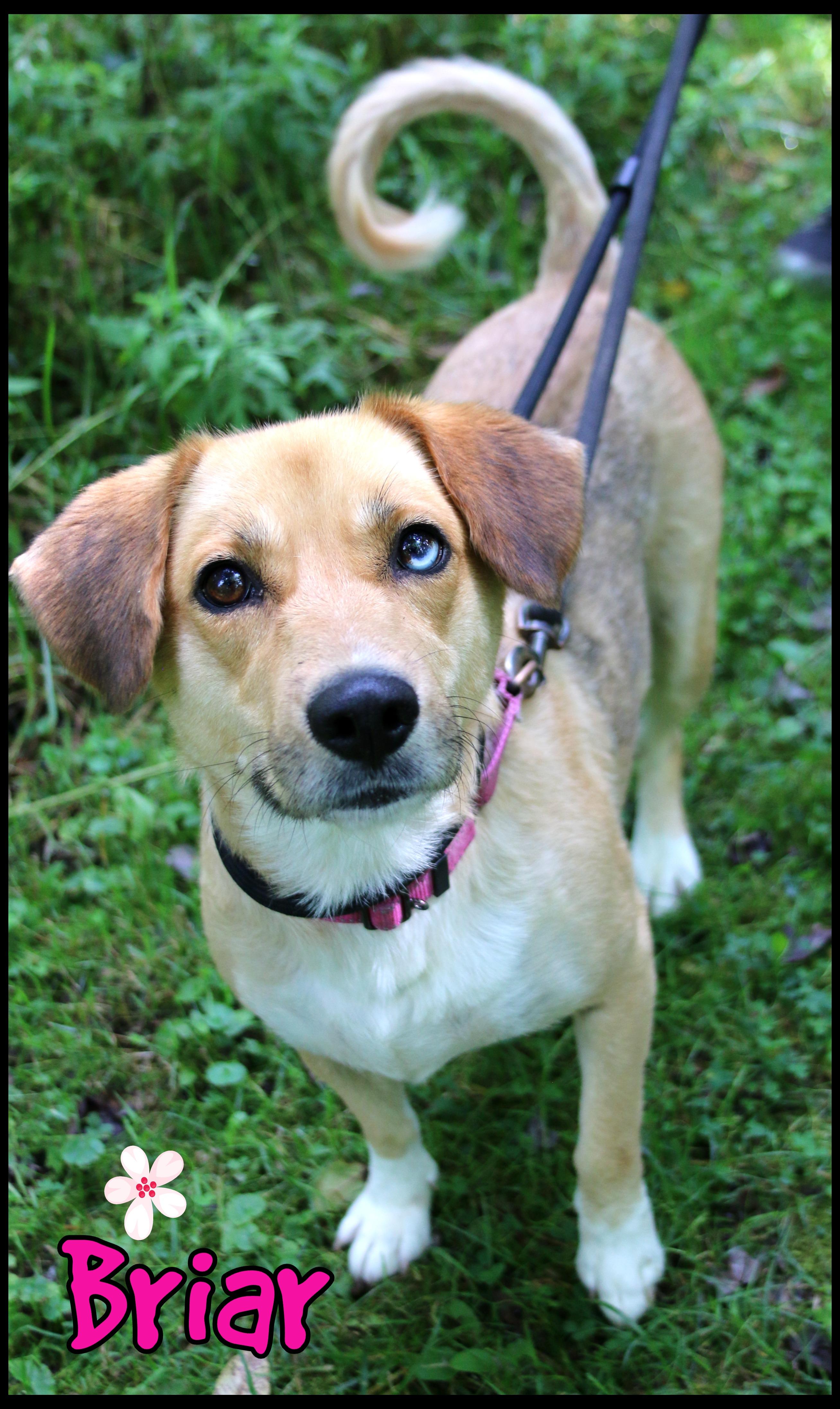 Enlarge Briar, a ADOPTABLE mixed breed in Shippenville, PA image 3/6