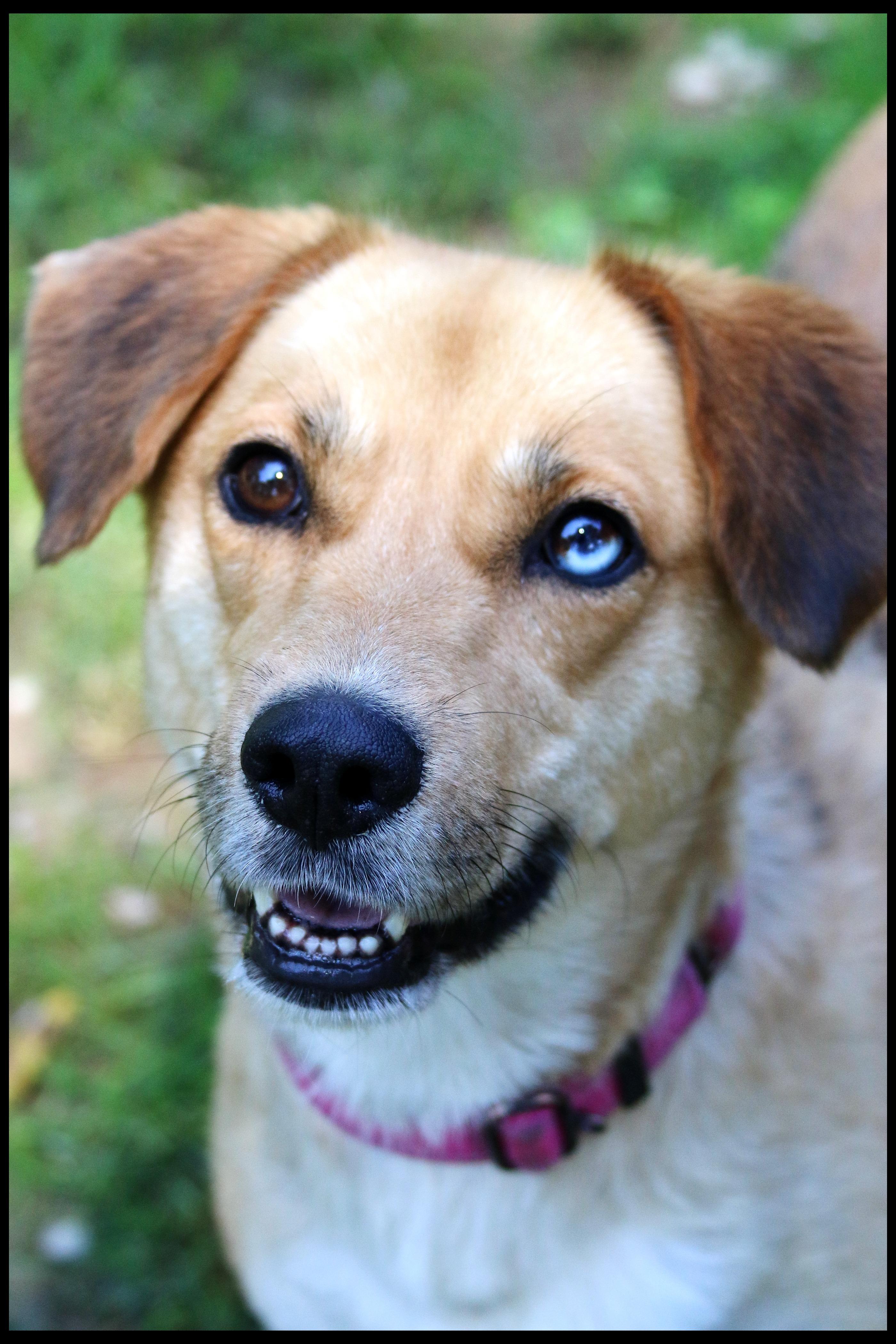 Enlarge Briar, a ADOPTABLE mixed breed in Shippenville, PA image 5/6