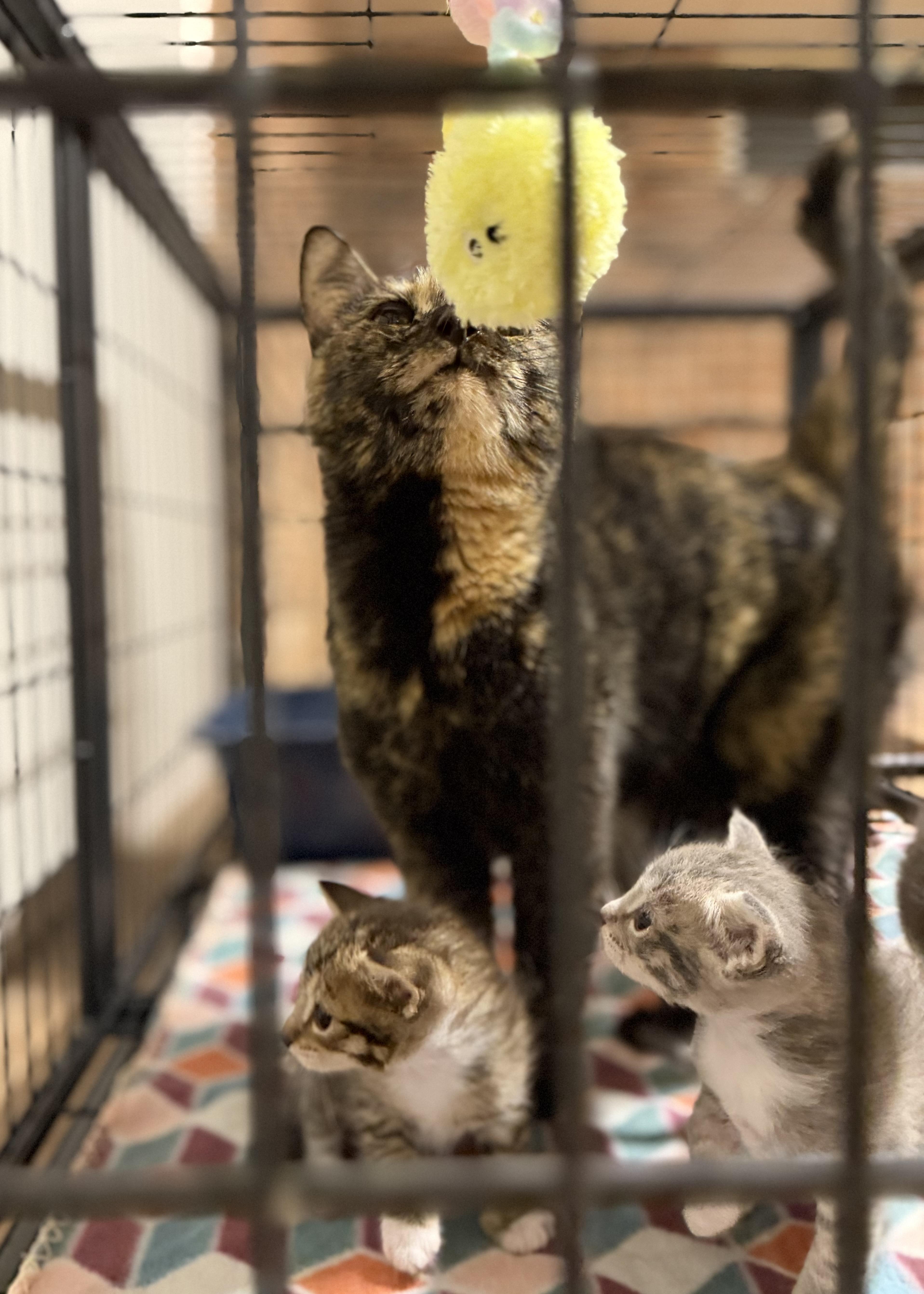 Eevee, a ADOPTABLE Domestic Short Hair in Pocatello, ID image 3/4