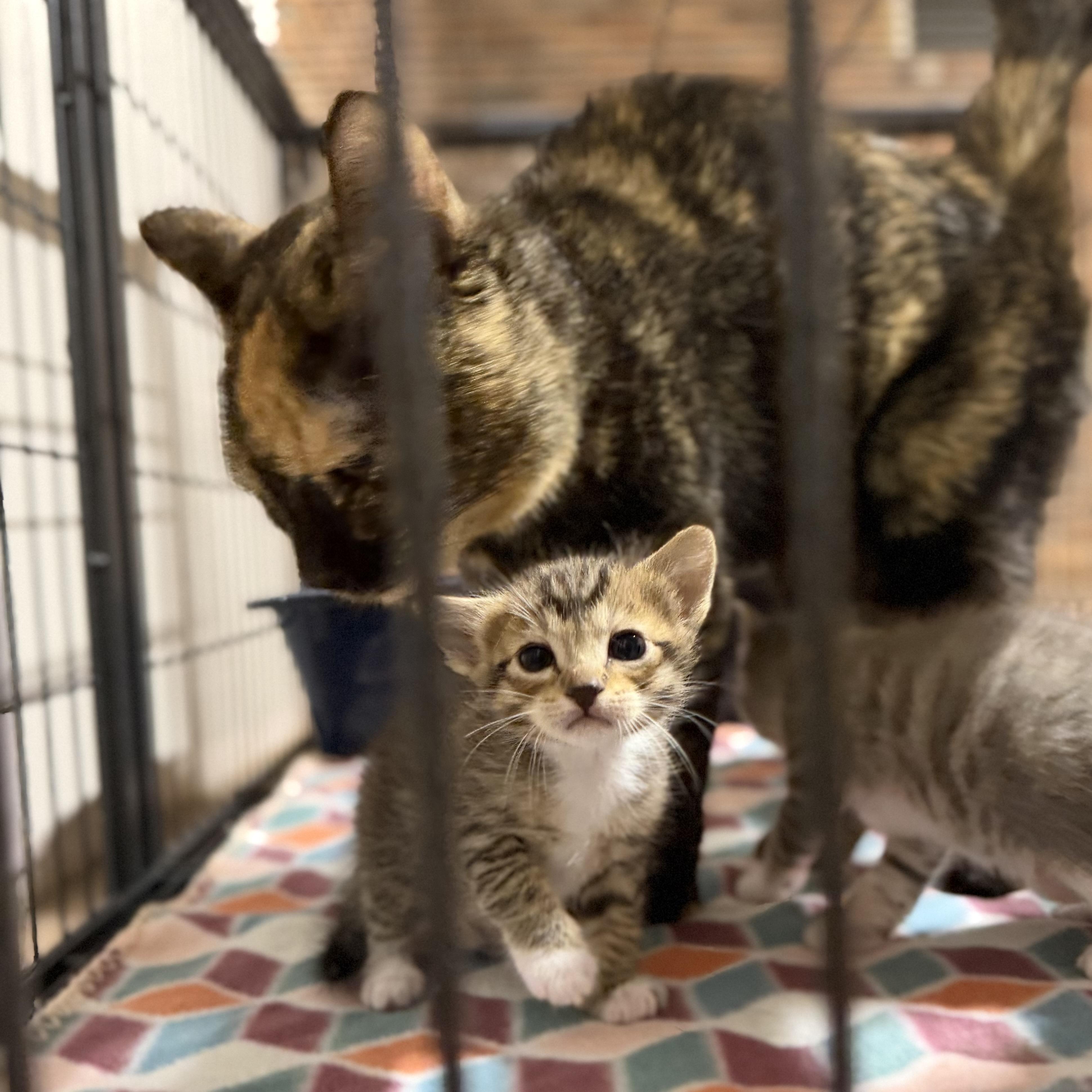 Eevee, a ADOPTABLE Domestic Short Hair in Pocatello, ID image 4/4