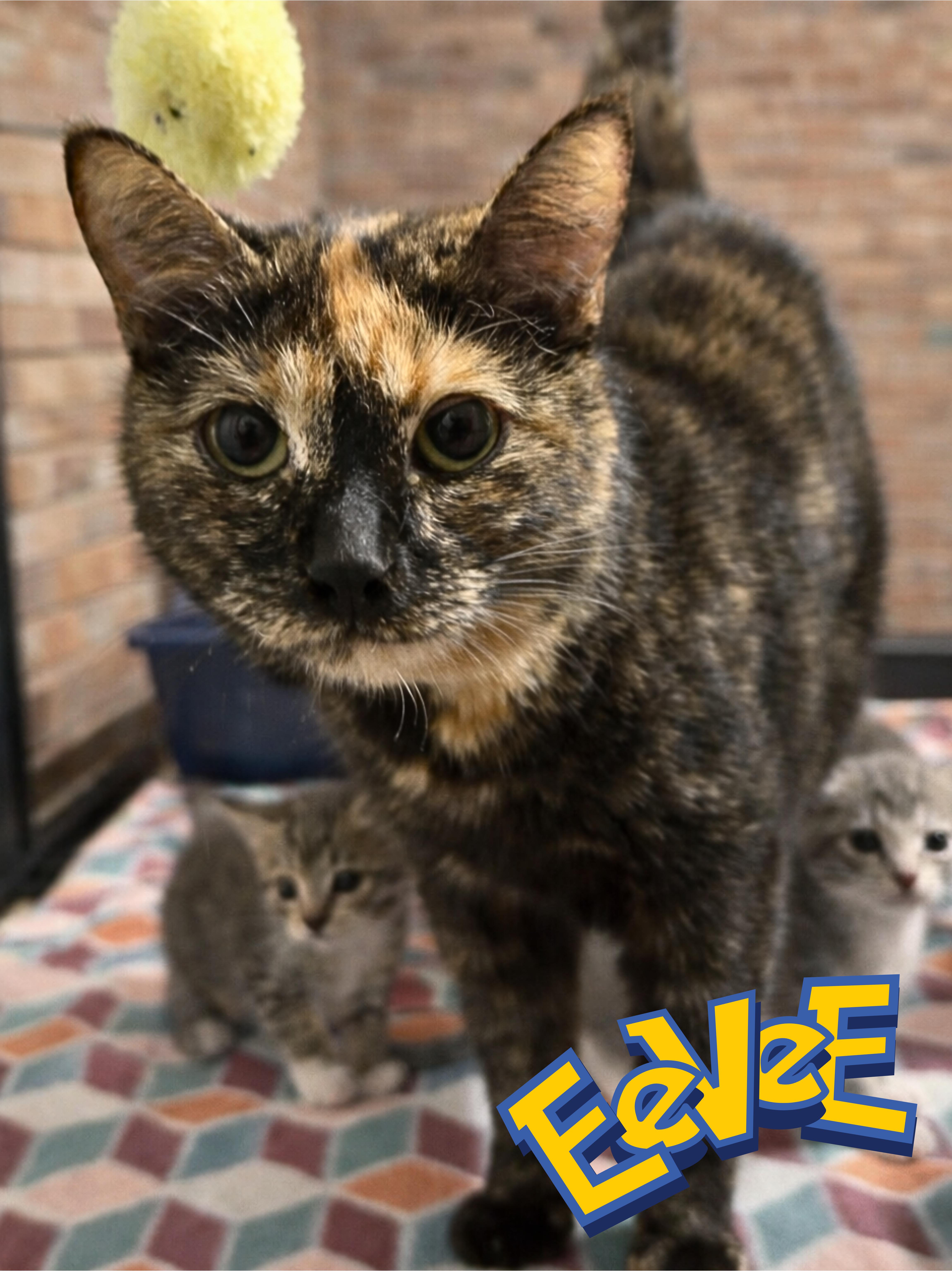 Eevee, a ADOPTABLE Domestic Short Hair in Pocatello, ID image 1/4