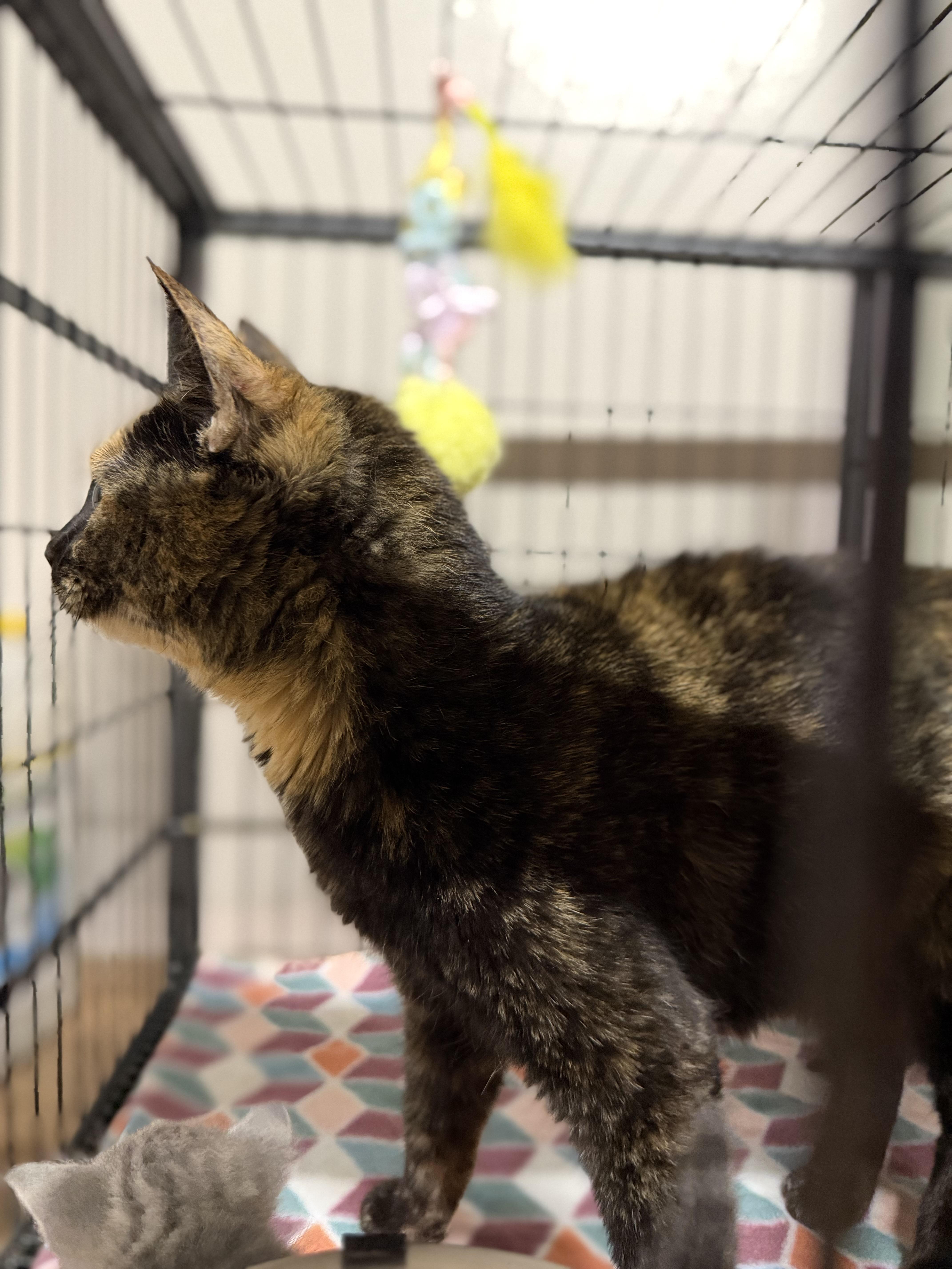 Eevee, a ADOPTABLE Domestic Short Hair in Pocatello, ID image 2/4