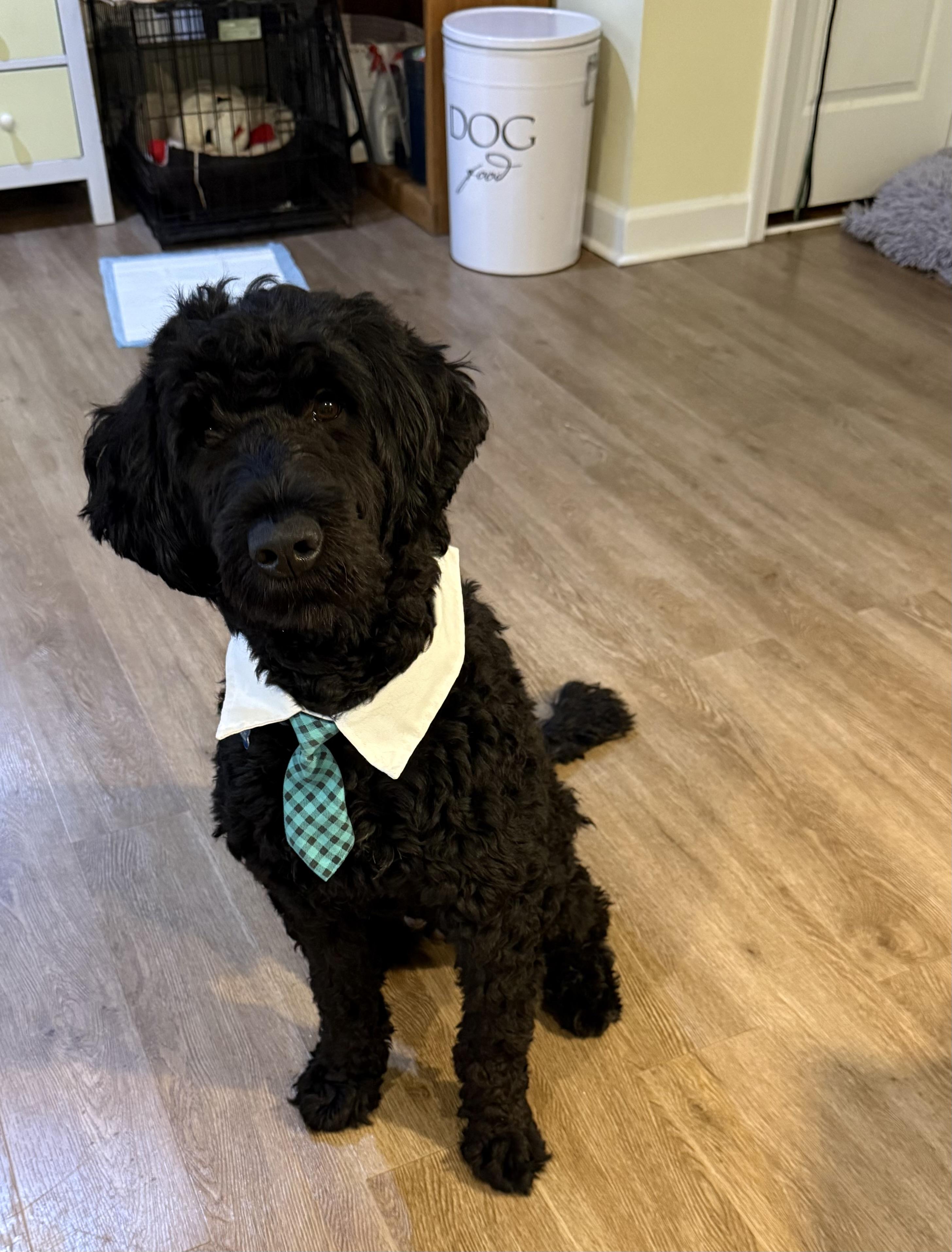 Enlarge Adam, the Porteguese Water Dog, an adopted Portuguese Water Dog in chevy chase, MD image 1/6