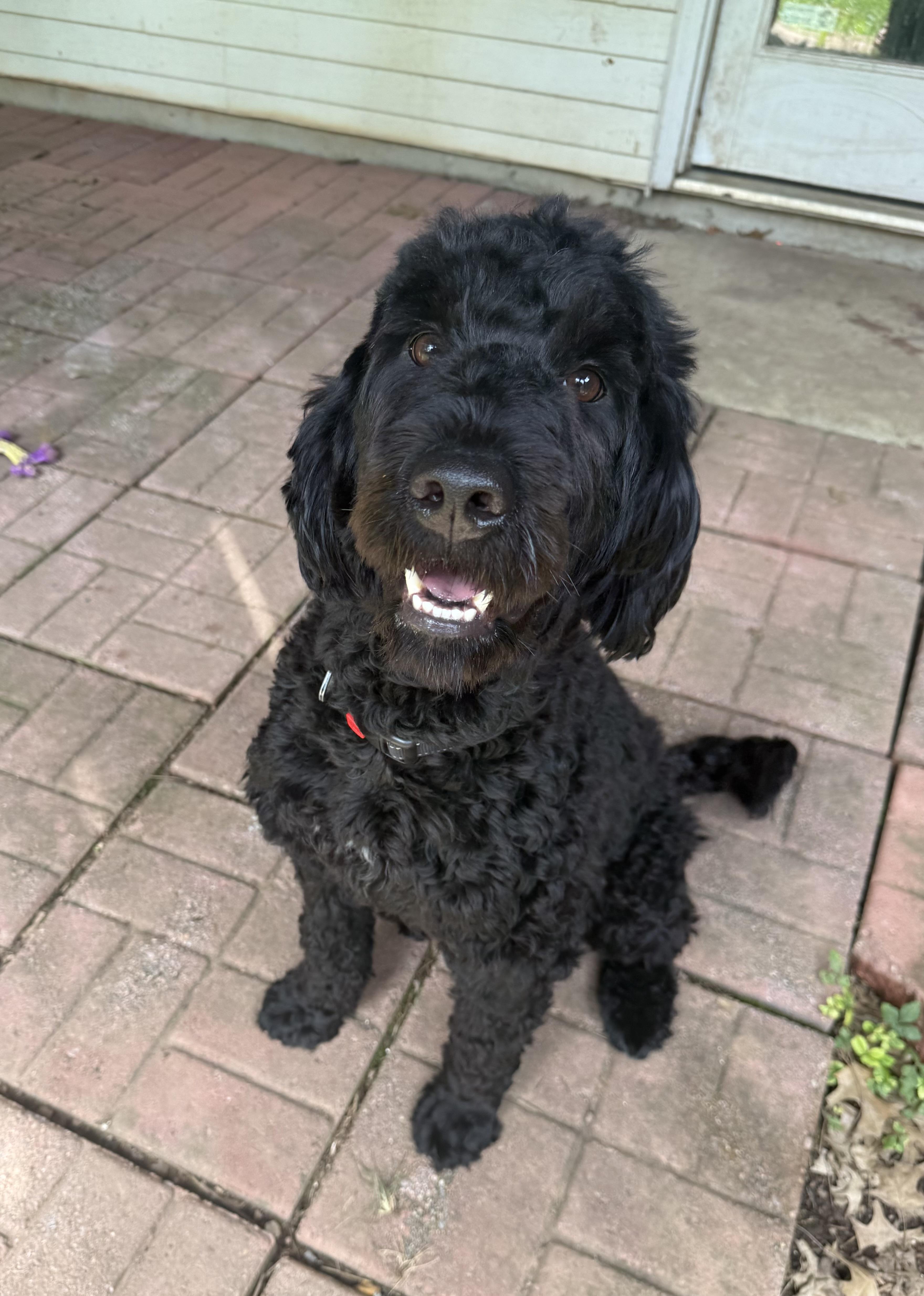 Enlarge Adam, the Porteguese Water Dog, an adopted Portuguese Water Dog in chevy chase, MD image 5/6
