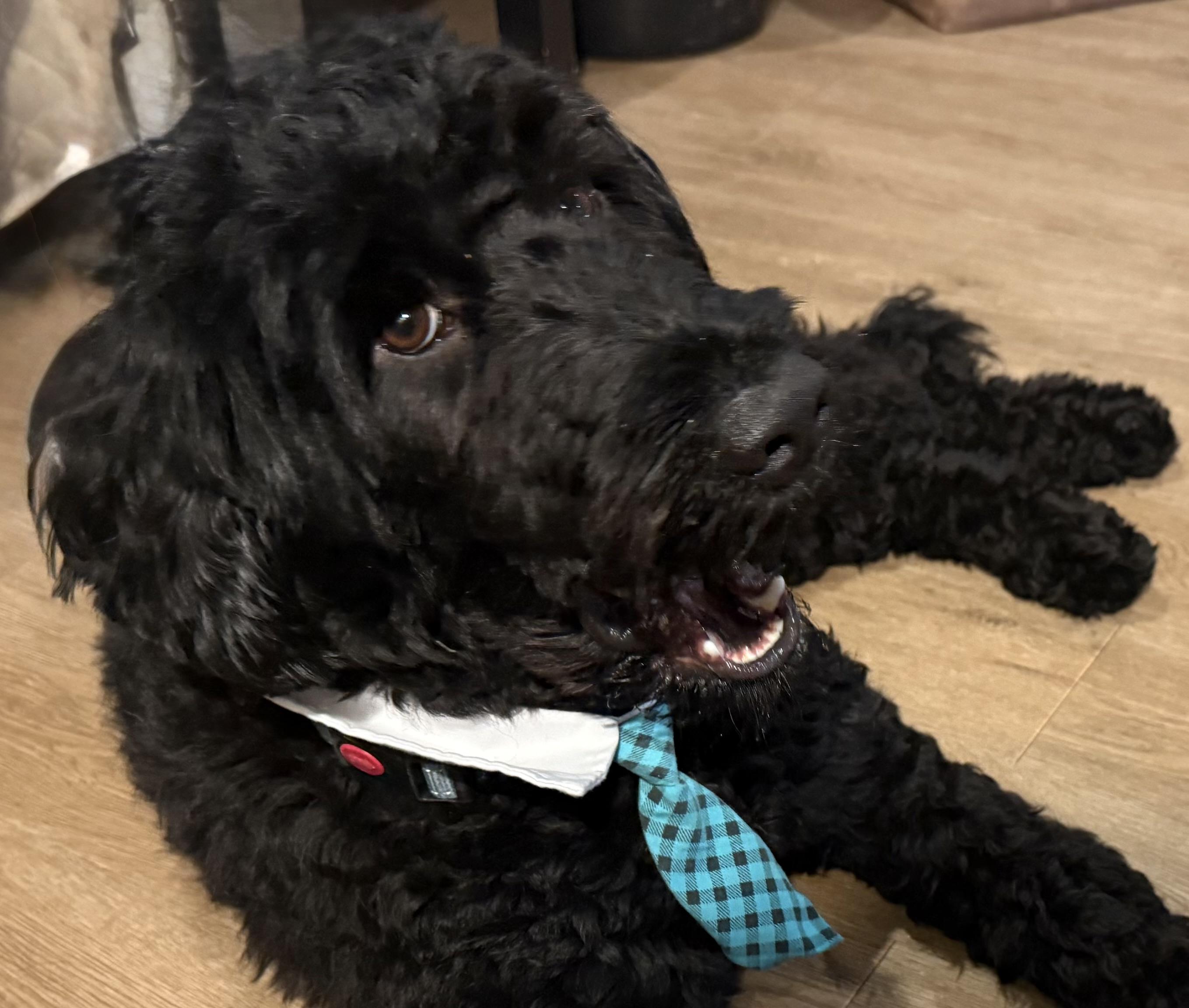 Enlarge Adam, the Porteguese Water Dog, an adopted Portuguese Water Dog in chevy chase, MD image 6/6