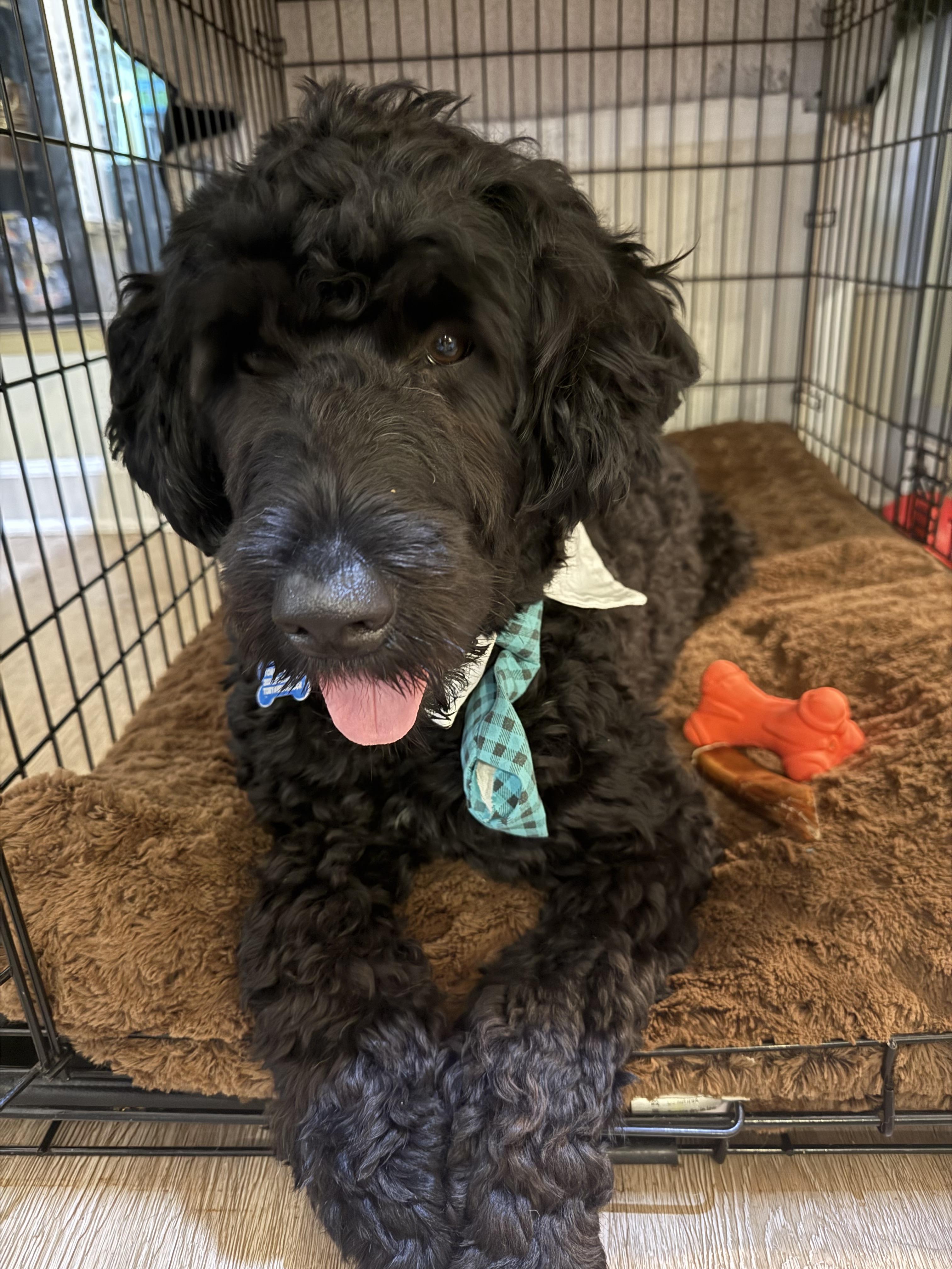 Enlarge Adam, the Porteguese Water Dog, an adopted Portuguese Water Dog in chevy chase, MD image 3/6