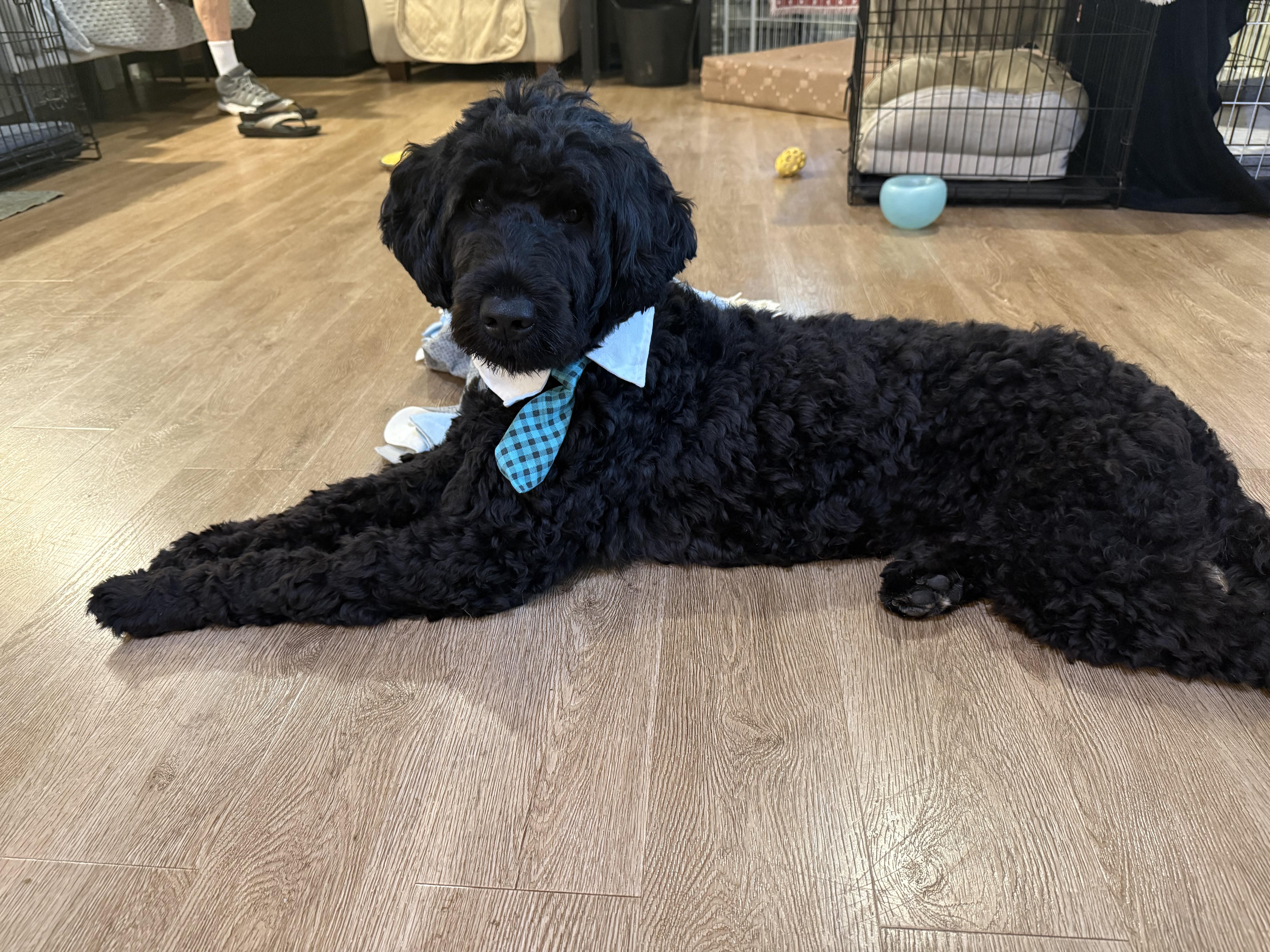 Enlarge Adam, the Porteguese Water Dog, an adopted Portuguese Water Dog in chevy chase, MD image 4/6