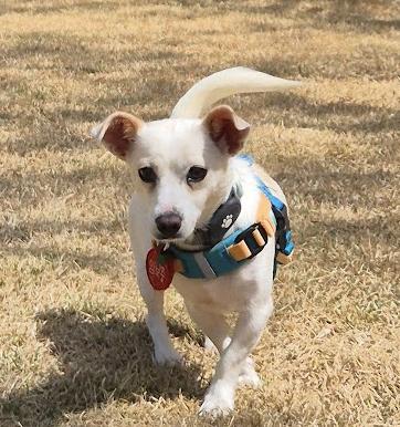 Enlarge Lael, a ADOPTABLE mixed breed in Manchester , NH image 3/6