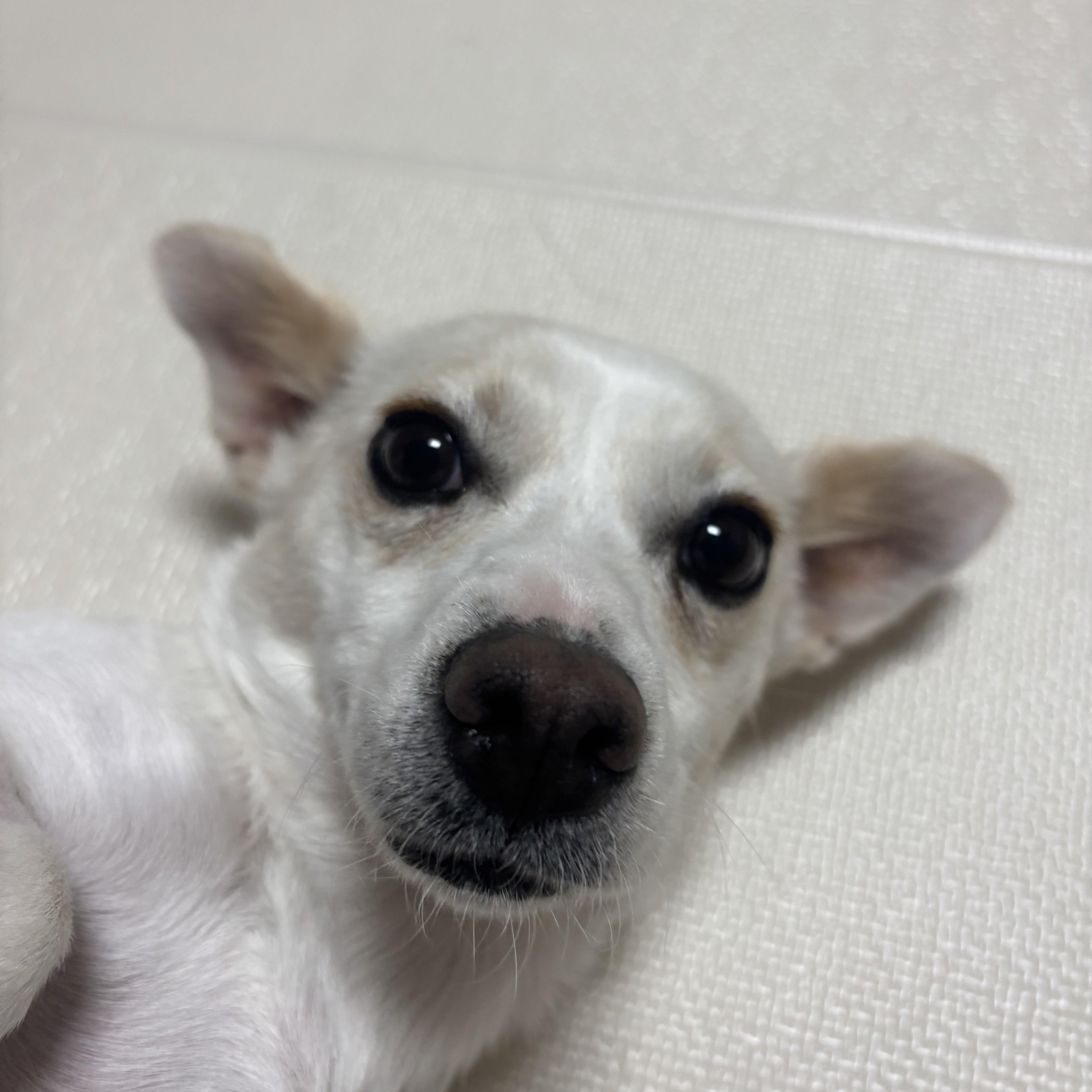 Enlarge Lael, a ADOPTABLE mixed breed in Manchester , NH image 6/6